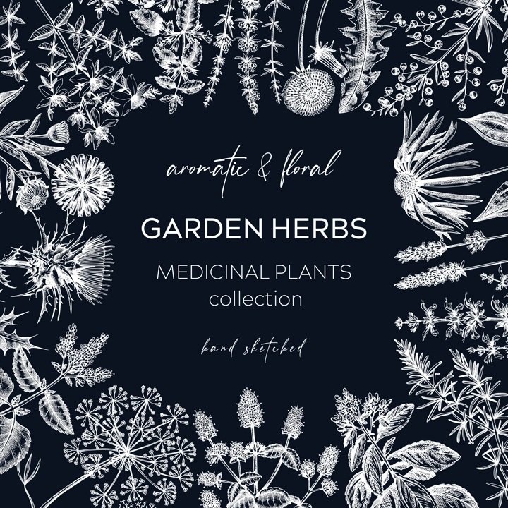 Vintage herbs card design. Sketched aromatic plants frame on chalkboard. Botanical design. Herbal tea ingredients. Hand drawn medicinal herbs cover, invitation, banners, stickers, label, packaging.